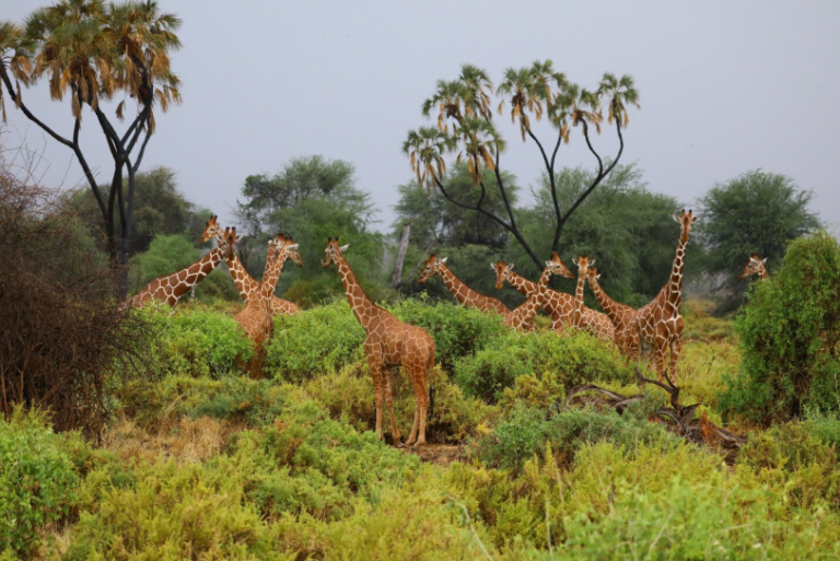 best safari company in tanzania
