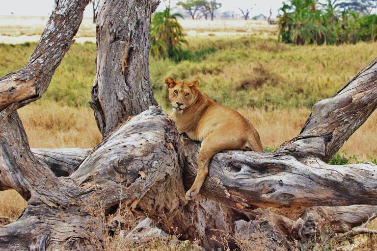 tanzania safari package